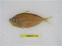 藏品(小牙鰏)的圖片